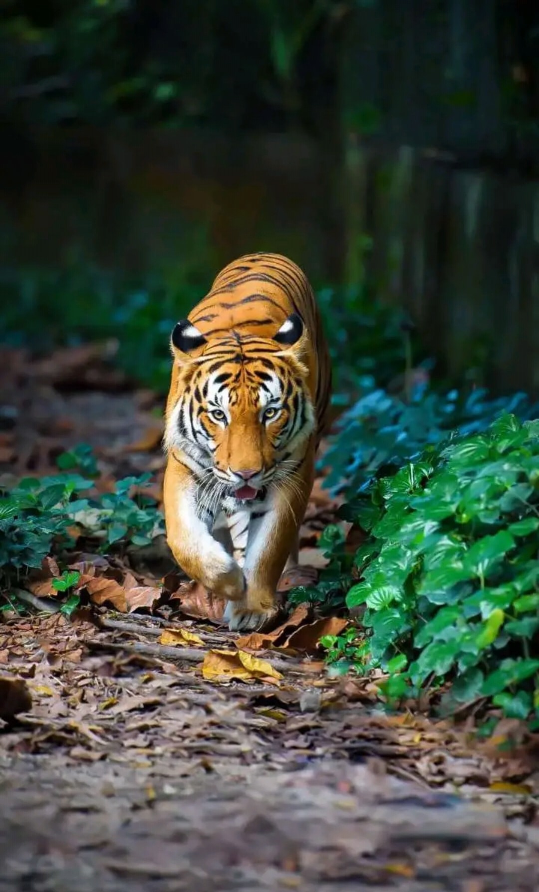 Female guides setting new paths at Achanakmar Tiger Reserve - CG Innovate